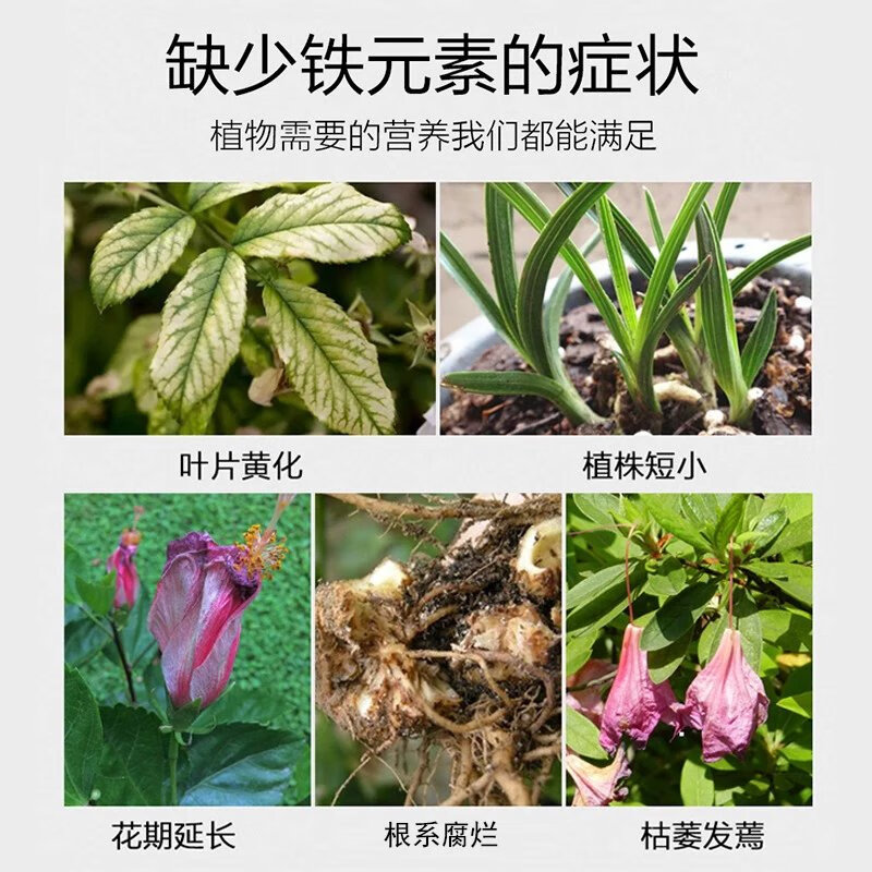 【现发】花肥改善土壤酸性茶花栀子花肥料专用肥盆栽花卉 1瓶200g