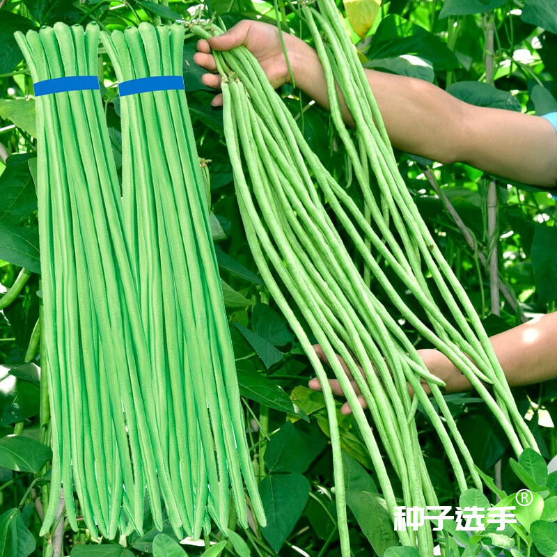农之子(nongzhizi)青豇豆种子缸豆江豆蔬菜春季 绿长丰豇豆种子 30g装