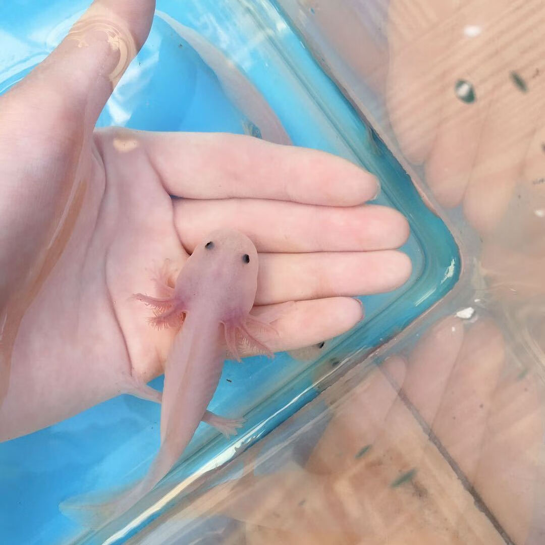 六角恐龙鱼淡水冷水鱼宠物鱼霸王金鱼龙鱼小鱼小型观赏鱼好养耐活