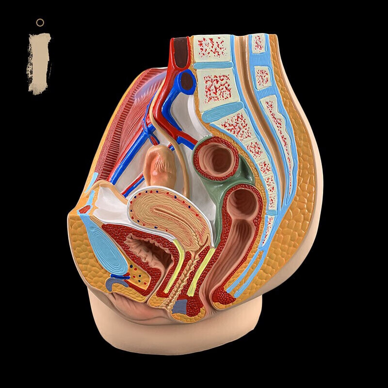 男女性盆腔矢状解剖模型女性生殖器官模型男女性生殖系统子宫模型