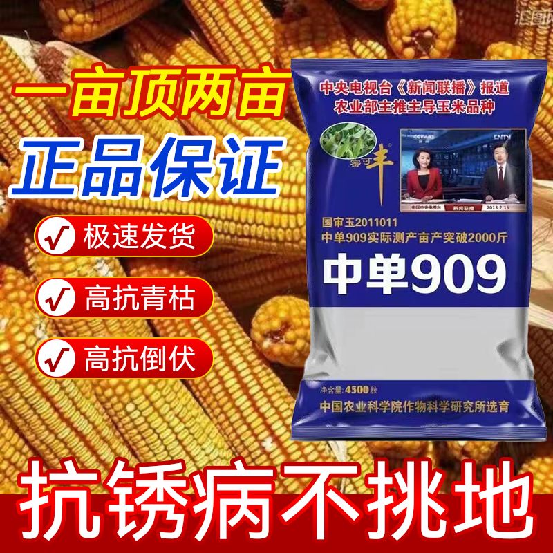 矮杆高产国审玉米大全南北方种植大棒中单909一袋一亩地怎么看?