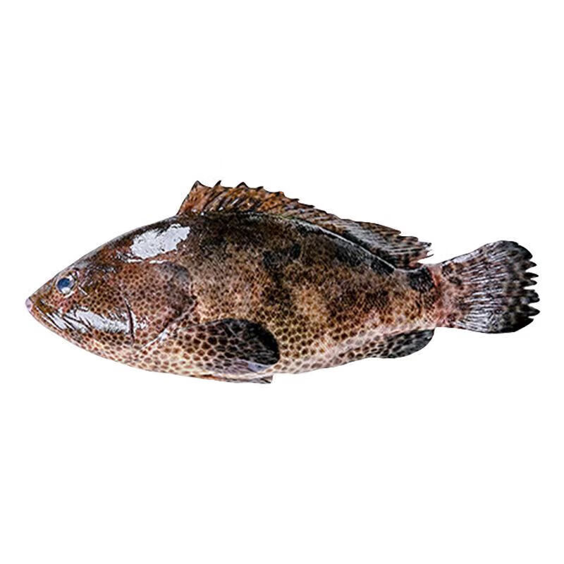 安峰山新鲜老虎斑石斑鱼海鲜水产深海鱼当天现捕老虎石斑鱼活冻海鲜 1