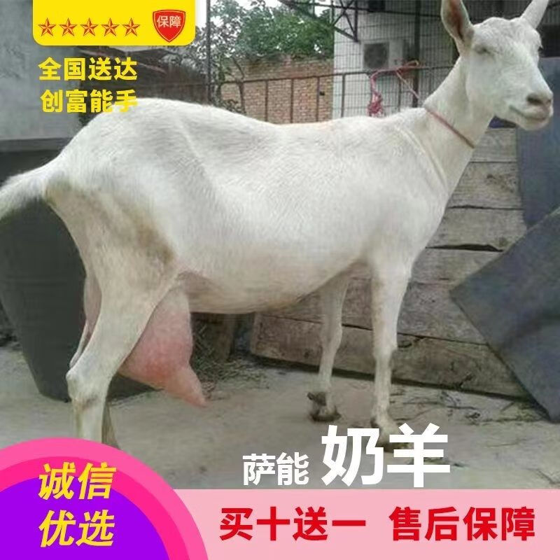纯种萨能奶山羊出售奶山羊活羊幼崽怀孕母羊配种青年公羊养殖技术