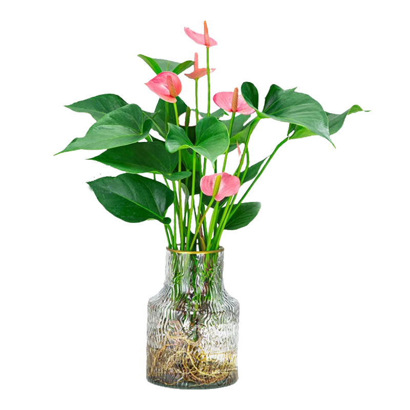 花翁水培紅掌白掌盆栽花卉植物源頭直發(fā) 特級(jí)粉掌（煙灰凍瓶）