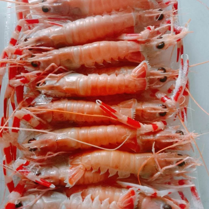斓维品 新鲜海鳌虾刺身深海龙虾铁甲虾 速冻虾海捕鳌虾 海鲜冷链直达