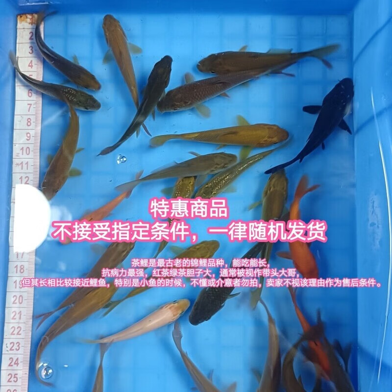 诚太郎闪鳞茶鲤空鲤落叶红松叶白金橙金黑金精品日本锦鲤鱼观赏鱼