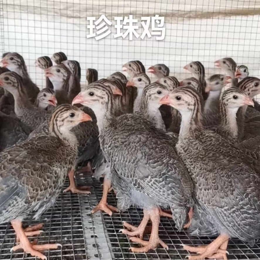 珍珠苗鸡纯种珍珠鸡苗活小鸡苗活鸡出壳幼苗活仔苗纯种珍珠鸡活苗 7日