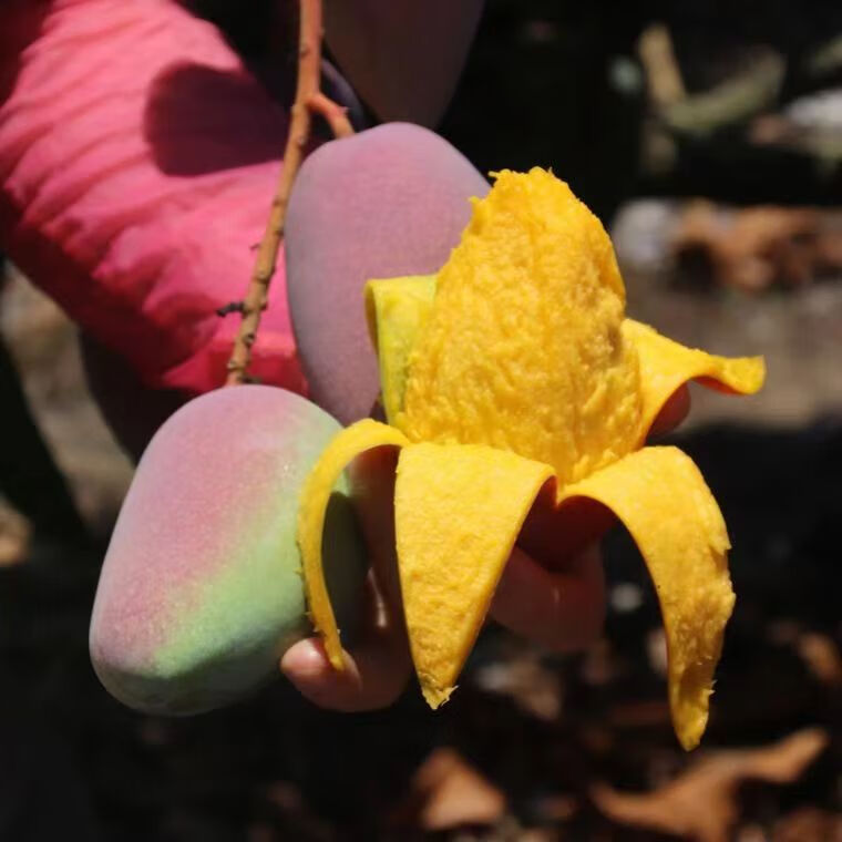 集南鲜 海南贵妃芒果 当季现摘红金龙芒果 新鲜热带水果 含箱5斤 单果150起 净重4.5斤