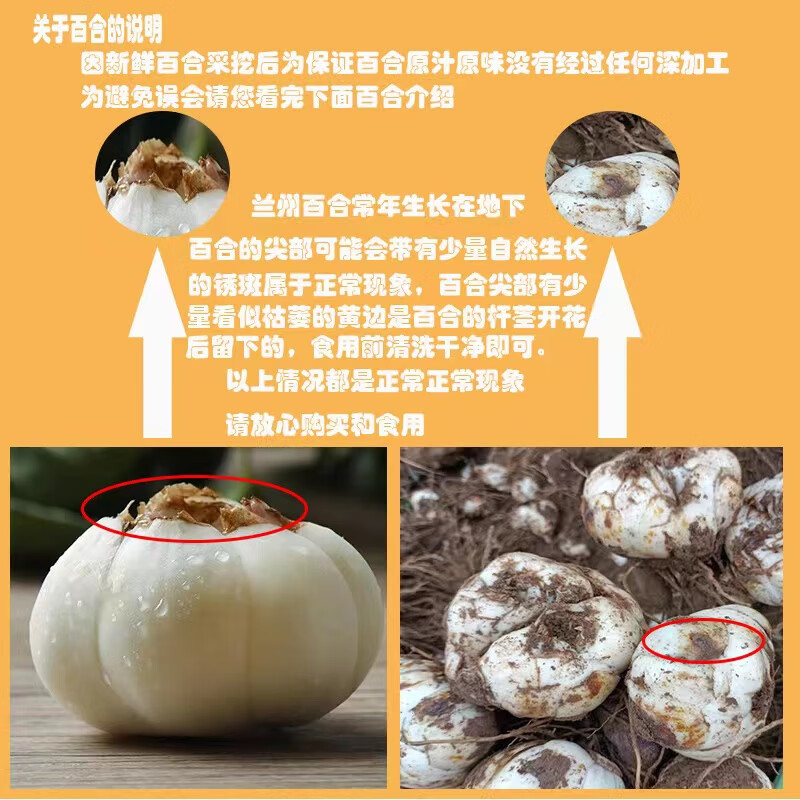 译优农甘肃兰州鲜百合新鲜现挖纯食用生甜白合当季蔬菜非干货特产 1斤装【9年生特大果共4颗】