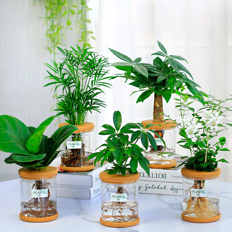 v)办公室水培养生植物绿植室内盆栽好养活富贵竹九里香小盆栽 【升级