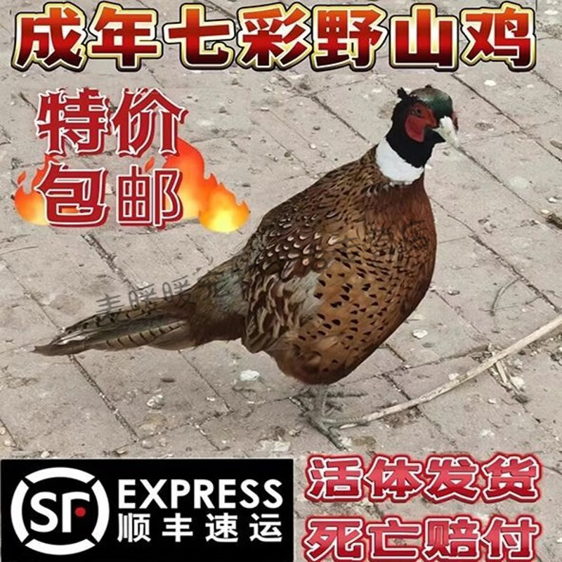 仟芸散养成年七彩山鸡原生态鲜活新鲜家养七彩鸡活体大个鸡媒鸡胚观赏