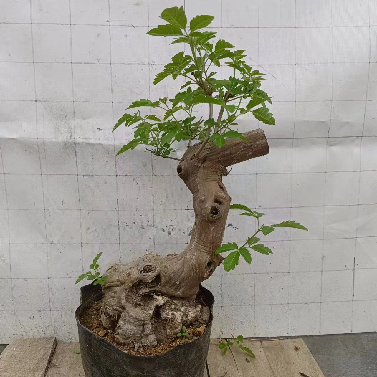 溥畔黄荆熟桩老桩造型盆景疙瘩高档荆轲黄荆盆景客厅庭院阳台室内成品