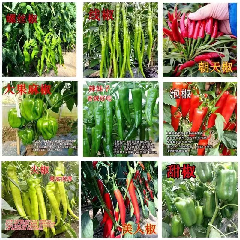 辣椒四季播皱皮辣椒种子庭院大田阳台可盆 混合品种【联系客服备注】