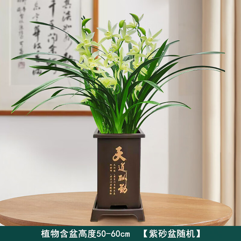 Only you【兩小時達】蘭花盆栽室內(nèi)帶花苞名貴春蘭墨蘭開業(yè)喬遷生日禮物 綠色蘭花-綠精靈【天道酬勤盆】