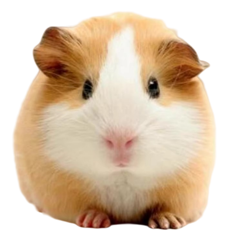 ������ ������ Ѫͳ����ɫ���󱦱� �������� 1ֻ 87.76ԪѪͳ�� �Ѵ����� ������ 