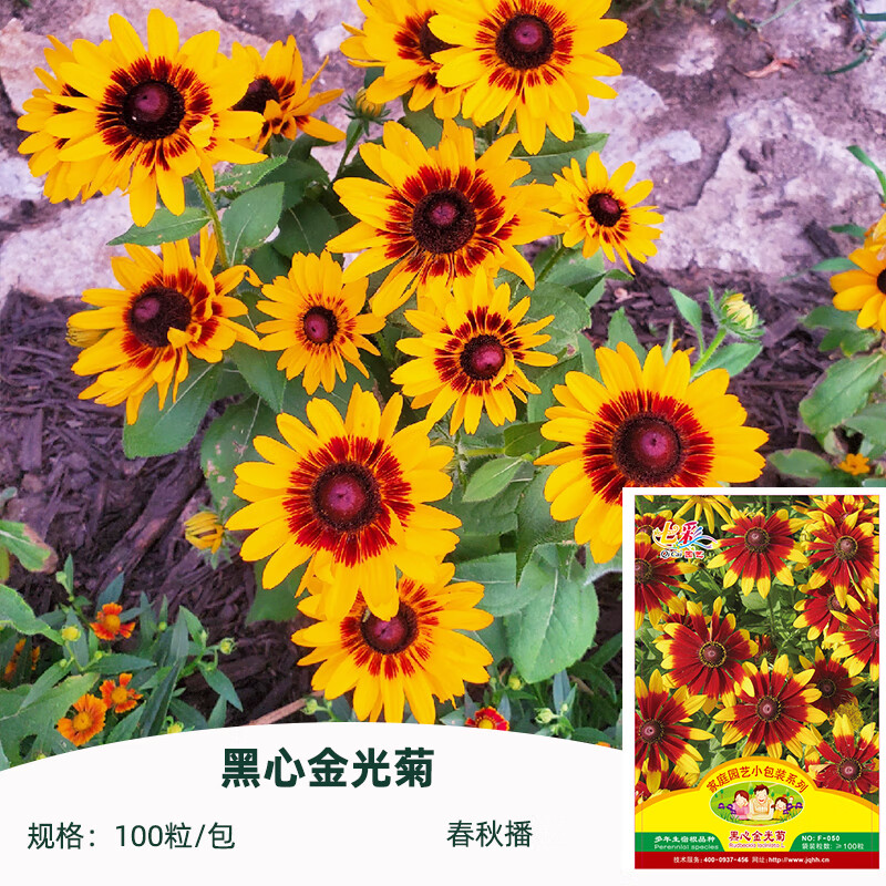 黑心金光菊花籽易种易活假向日葵黑眼菊种子多年生宿根盆栽春秋播