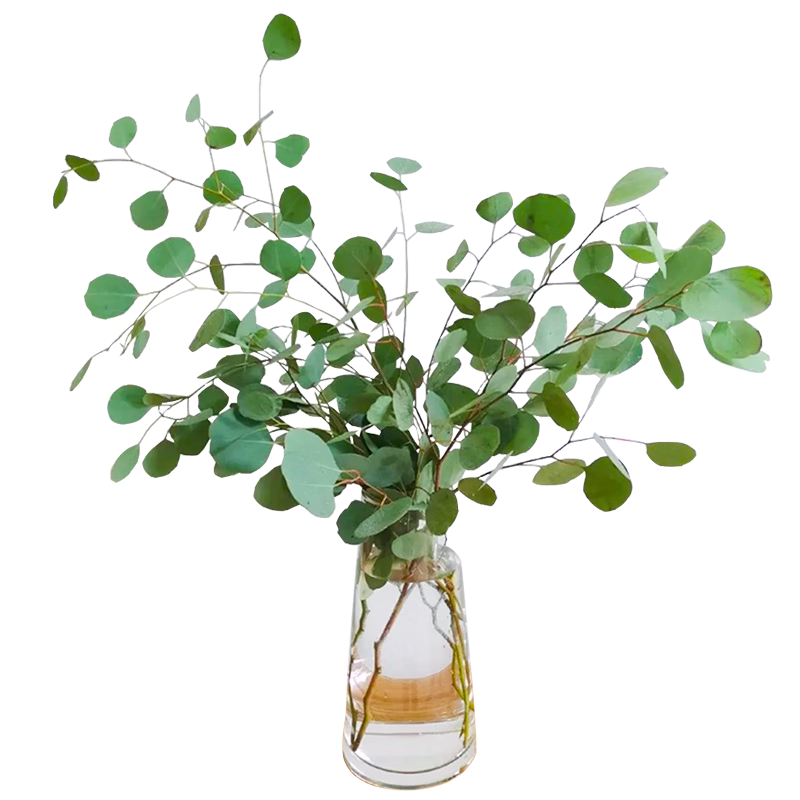 �ö���ȼ�����ҶС�׹� ��������ֱ�� С���»��� �ҾӰ��� �仨��� ��֦�ȼ���Ҷ10֧/�� 15.9Ԫ