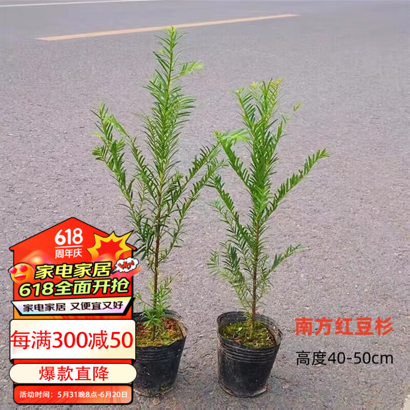 南方红豆杉小苗40-50cm1棵 育苗盆