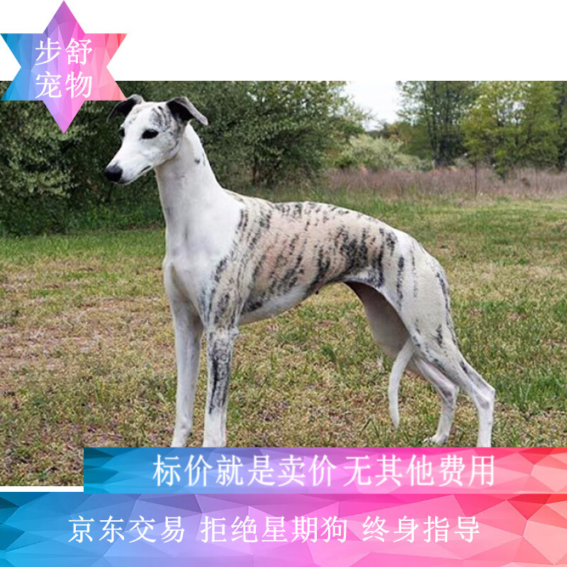 麦基乐格力犬幼犬纯种惠比特幼崽细犬灵缇犬猎兔犬细狗犬幼犬宠物狗
