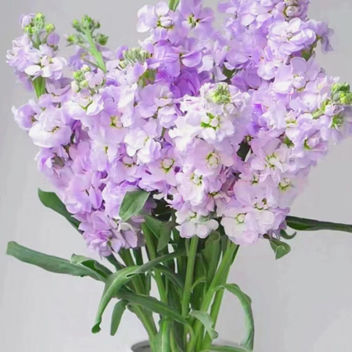 紫罗兰重瓣鲜花水养基地直发家庭室内办公室花瓶插花送礼物 紫色