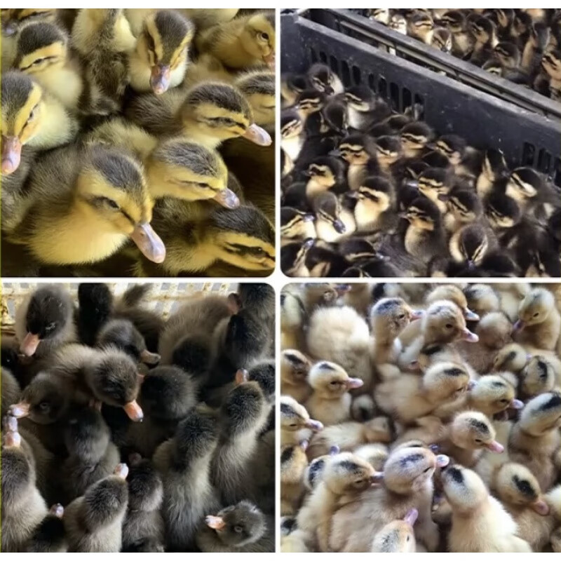 鸭子活苗高产蛋麻鸭苗活体大种青头鸭绿头鸭旱鸭水鸭小鸭子活幼苗 小