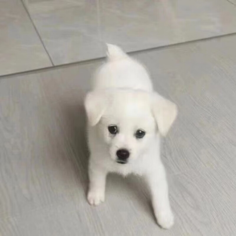 土狗中华田园犬看家护院黄狗活体幼崽笨狗小奶狗黑狗白色土狗纯白 纯