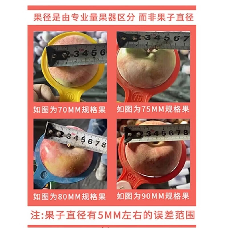 金百粟甘肃天水花牛苹果粉面红蛇大果 老人婴儿当季新鲜苹果水果 净重4.5斤(13-15个)彩箱送礼
