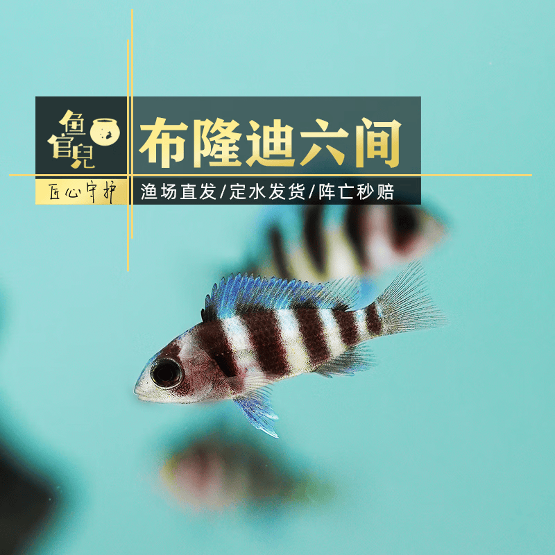 鱼官儿非洲坦鲷三湖慈鲷鱼卷贝类六间珍珠蝴蝶黄金虎黄帆天堂鸟鱼 六间1条（2-3cm）