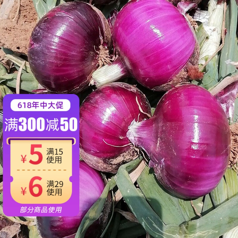 神禾水果洋葱种子紫红皮圆葱籽 紫领水果洋葱种子 10g2袋/老品种