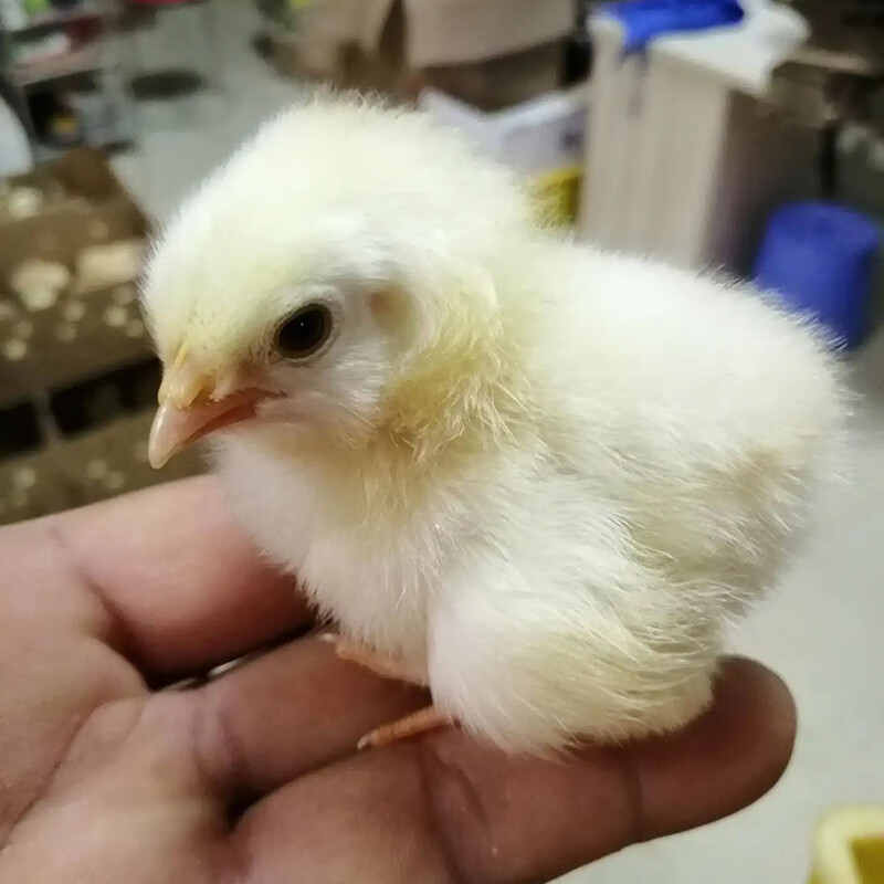 30只起拍三黄鸡苗活体快大黄鸡活苗小鸡出壳苗雏品种 三黄鸡活苗买