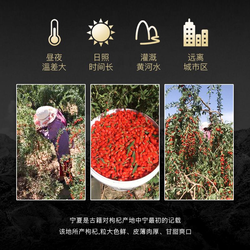 【特级大枸杞】宁夏中宁农家红枸杞新货大粒苟杞子干批发500g100g 500g250g/100g罐装精选 特级枸杞100g