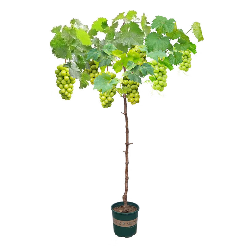 ���ڲ������������������ϱ�����ֲ���Ե���ͥԺ��̨�޽�����ˮ�����統���� ����õ��������40-50cm