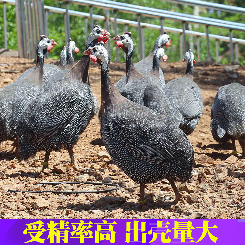 珍珠鸡种蛋受精蛋可孵化纯种珠鸡蛋非洲土鸡种蛋受精率高破损批发 20