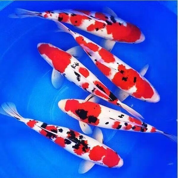 中国红冷水淡水观赏鱼锦鲤鱼活鱼金鱼小型好养红鲤鱼纯种小锦鲤 10-12cm长黑白黄红各一条