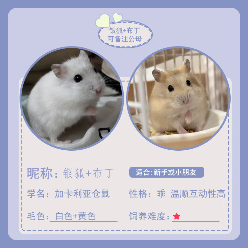 小仓鼠活体已打疫苗家养金丝熊活物三线银狐布丁公婆奶茶可选公母