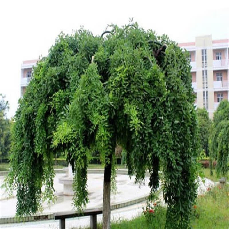 龙爪槐树苗国槐黄金槐垂槐造型树庭院绿化树耐寒耐旱四季适宜厂家 3