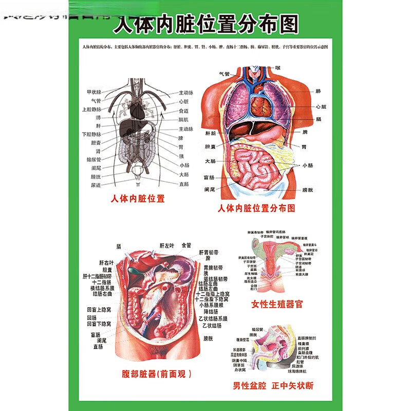 惠翔人体内脏解剖示意图医学宣传挂图人体器官心脏结构图医院海报相纸
