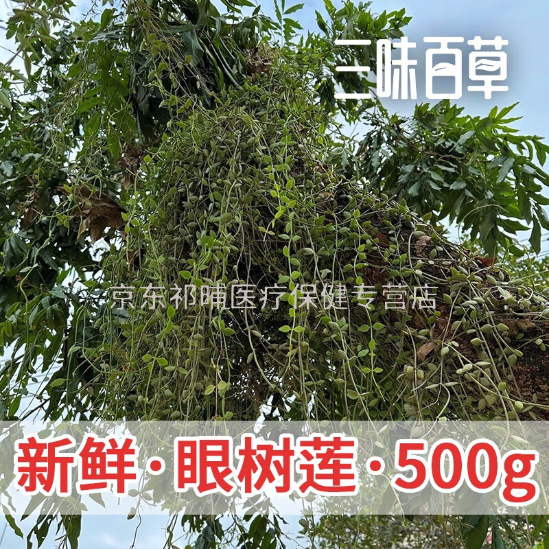 小耳环:上树瓜子:树上瓜子:莲瓜子藤:龙眼树寄生正中药材草药方子品