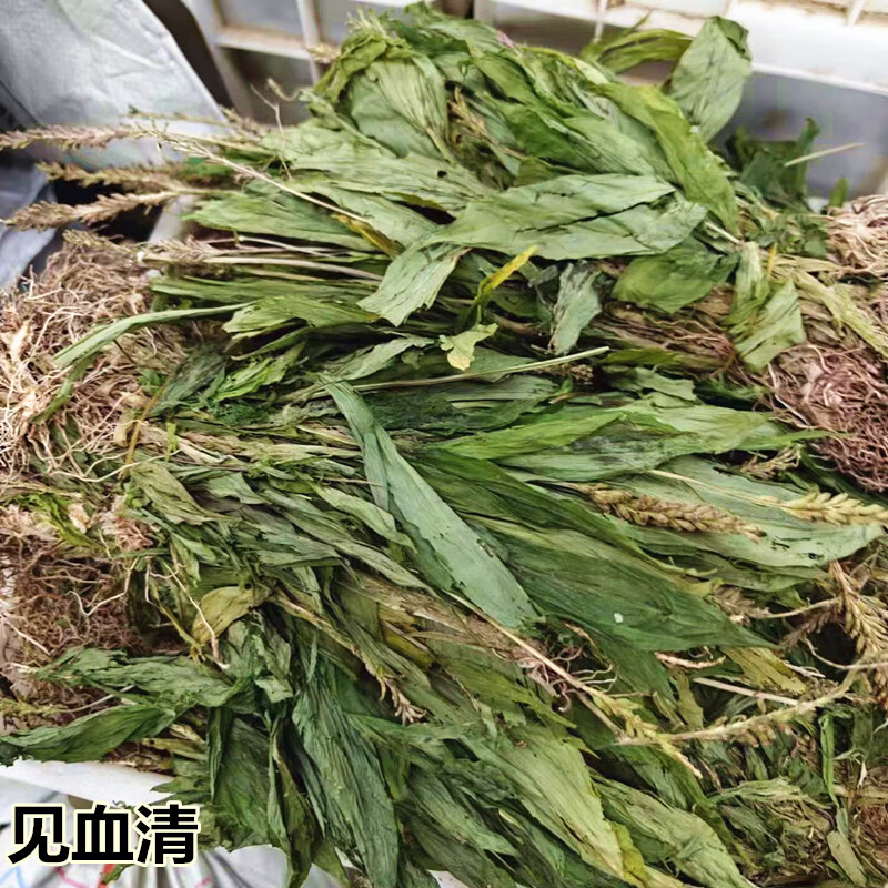 仁心食匠云南无硫晒干野生原生态见血清中草药野生好羊耳蒜新鲜干货免