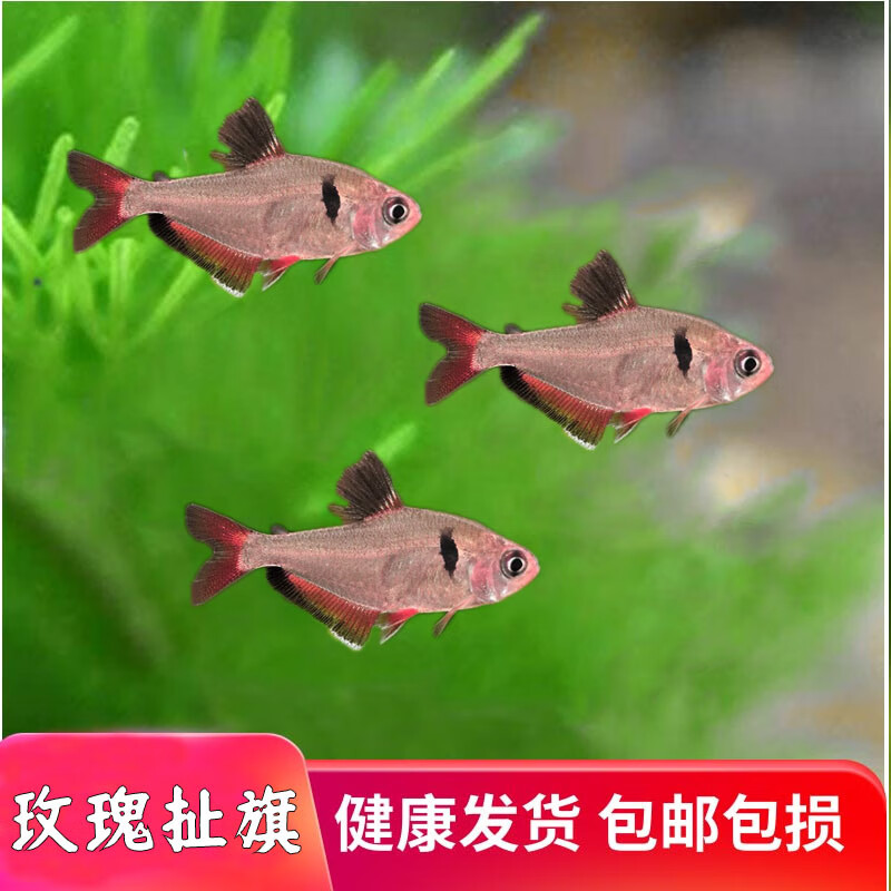 玫瑰扯旗活體魚燈魚熱帶觀賞魚草缸群游魚觀賞闖缸魚好養(yǎng)耐活 5條3厘米扯旗
