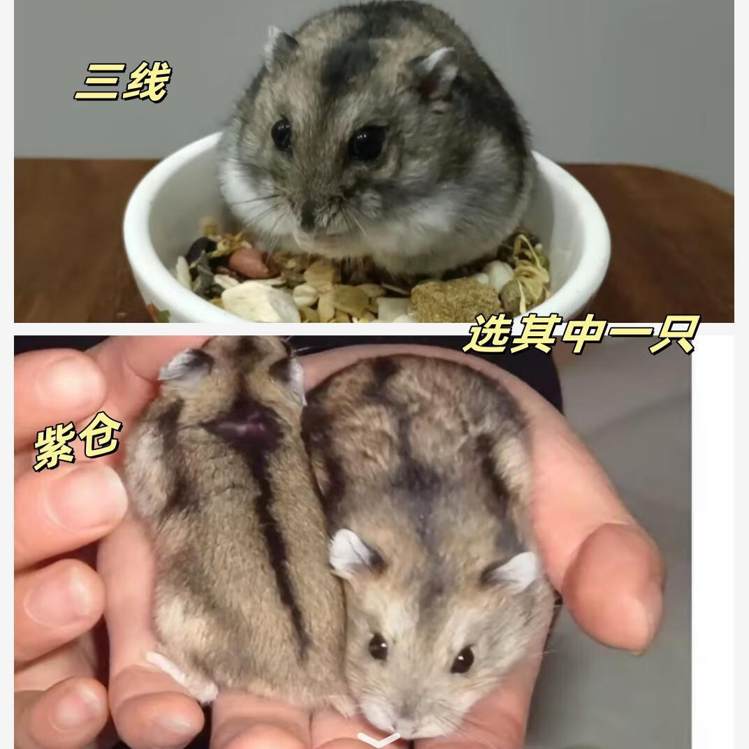 仓鼠活物已打疫苗金丝熊活体小仓鼠银狐布丁奶茶情侣小仓鼠活体 三线