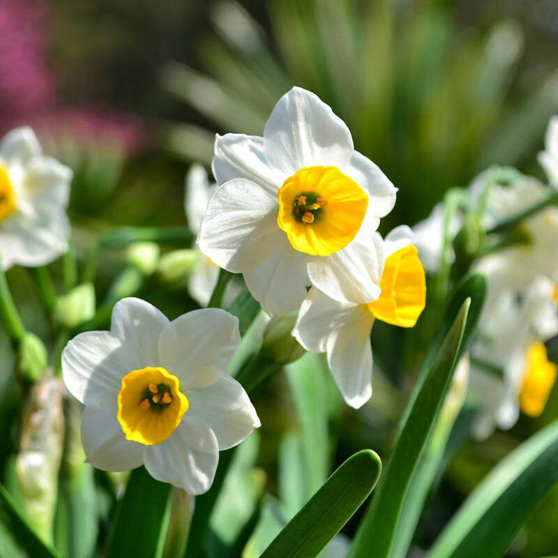漳州水仙花种球洋水仙种球漳州水仙花水培土培盆栽室内冬季绿植四
