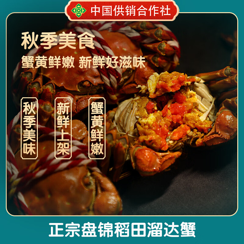 稻田河蟹鲜活【活蟹】盘锦稻田蟹 手工挑选无绳净重顺丰特快包邮 全母蟹丨1.4-1.6两【礼盒装】12只