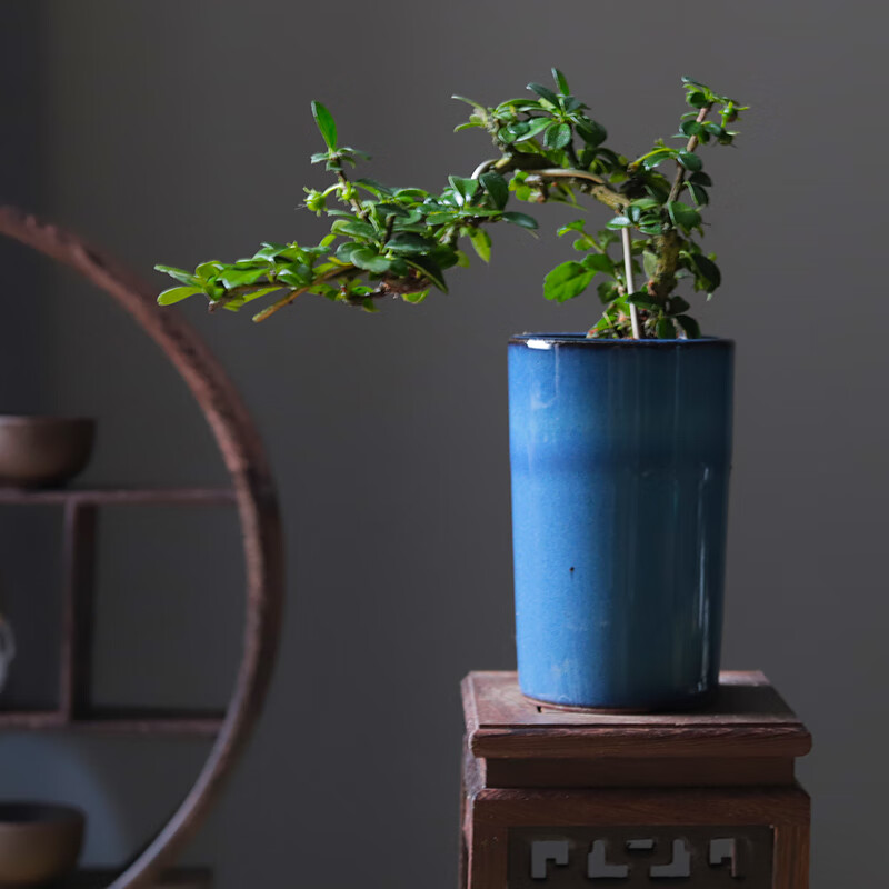 室内绿植物盆栽办公室客厅净化空气 青釉筒瓶大叶福建茶(不带托盘)