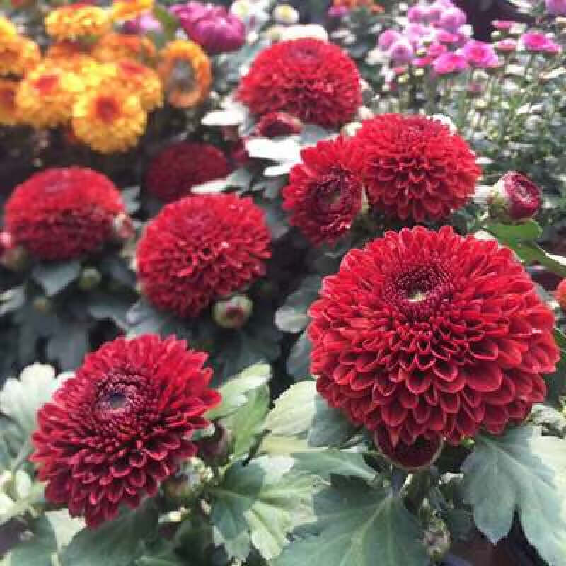 emina)九月菊秋菊盆栽带花苞耐寒菊花苗庭院阳台绿植四季菊荷兰菊乒的