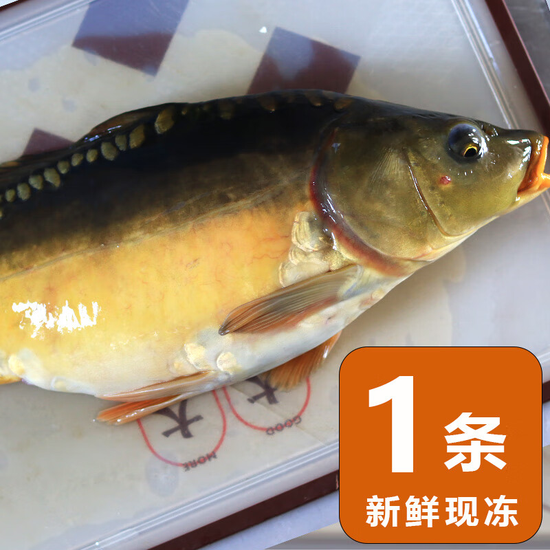 瑞生祥东北三道鳞鲤鱼正宗东北冷水无鳞鲤鱼框镜鱼淡水鱼类鲜活现捞