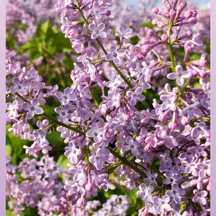 丁香花树苗浓香花苗花卉植物耐寒庭院四季室外别墅白紫丁香花盆栽