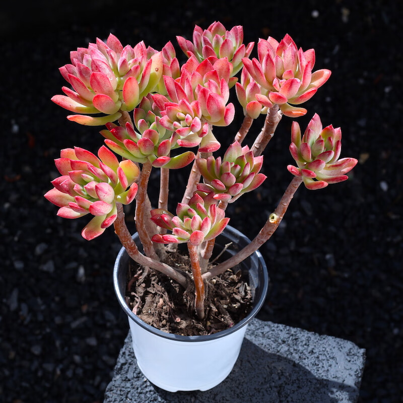 高老桩懒人网红精品室内大颗肉肉好养绿植多肉植物组合盆栽 红稚莲 足