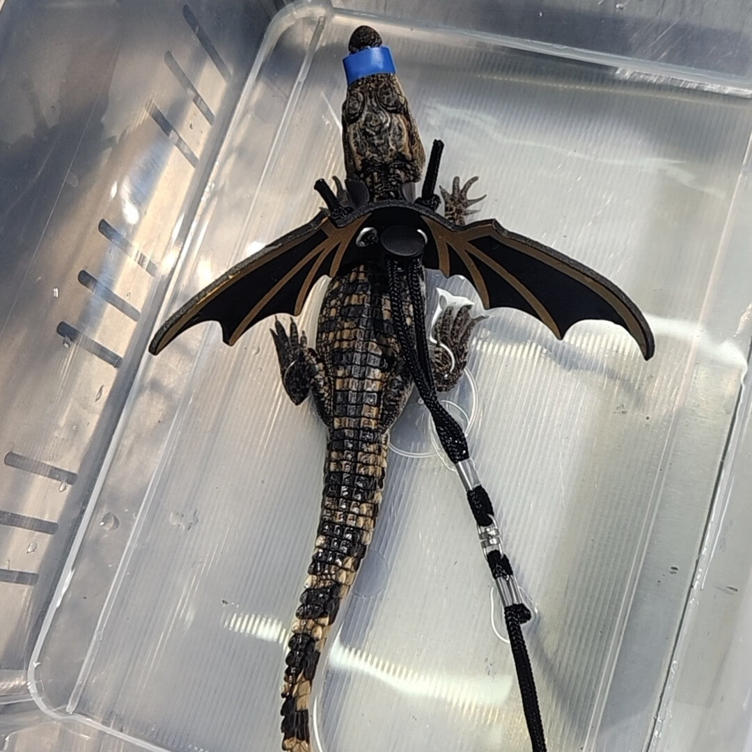 网红活体宠物小鳄苗  泰鳄