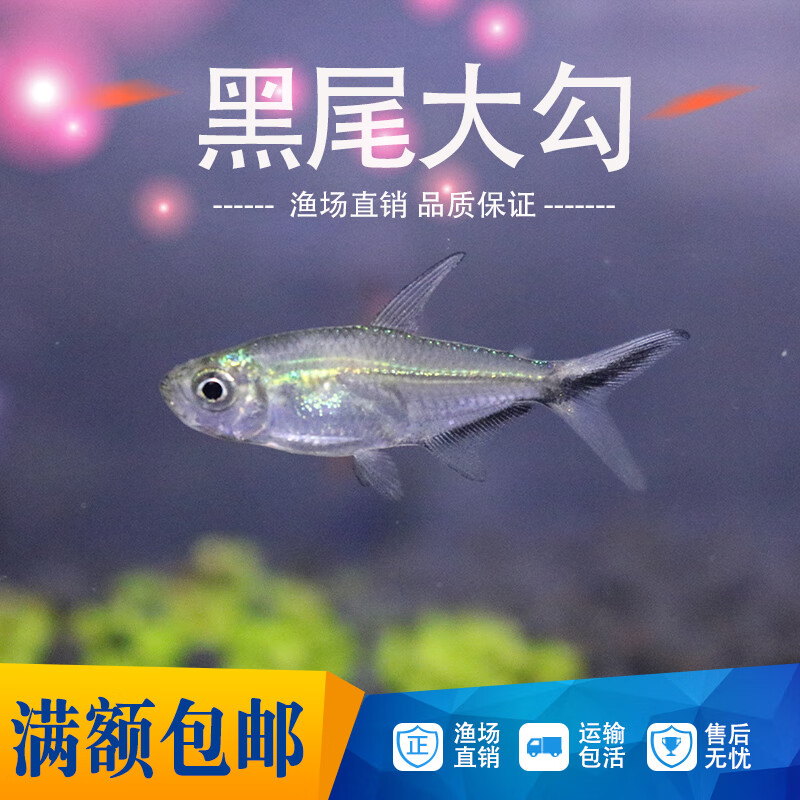 灯淡水小型鱼红鼻剪刀灯科活体热带观赏斑马孔雀群游 黑尾大勾2cm10条